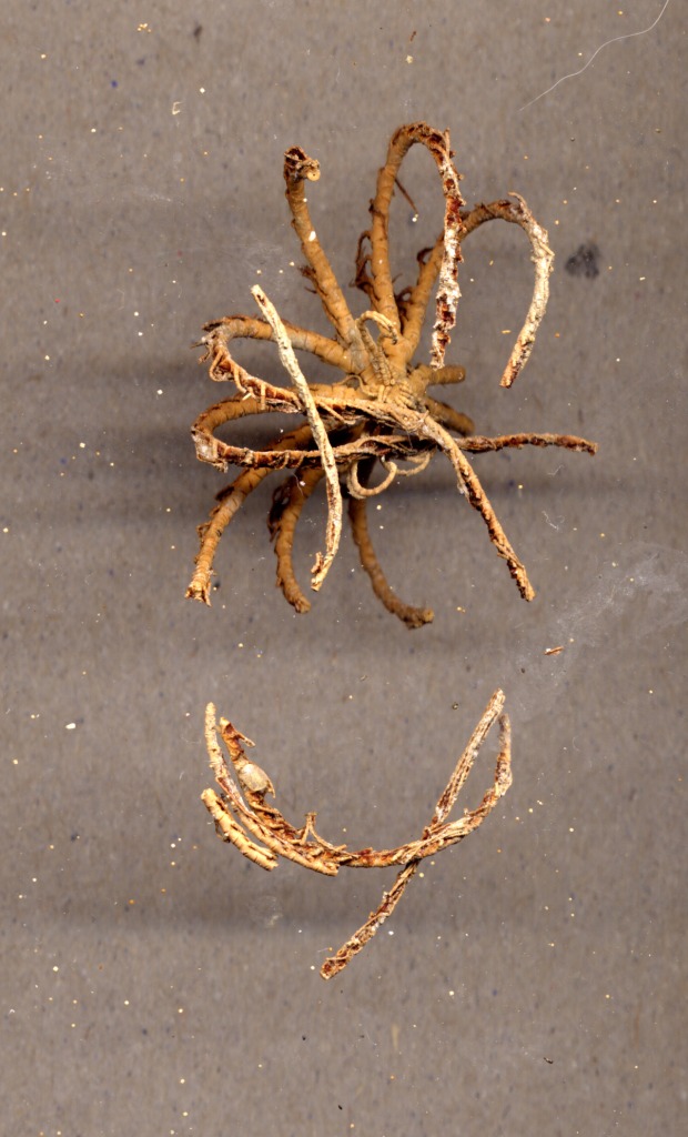 Echinodermi vari spiaggiati
